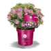 Pěnišník 'Bloombux Magenta' květináč 2 litry, výška 20/25cm, keř