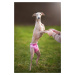 Vsepropejska Táňa hárací kalhotky pro psa Barva: Růžová, Obvod slabin (cm): 42 - 65