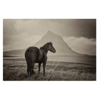 Fotografie Black Horse and Kirkjufell Mountain, horstgerlach, (40 x 26.7 cm)