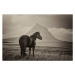 Fotografie Black Horse and Kirkjufell Mountain, horstgerlach, (40 x 26.7 cm)