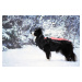 Vsepropejska Mansi zimní bunda pro psa s postrojem Barva: Modrá, Délka zad (cm): 83, Obvod hrudn