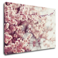 Impresi Obraz Světle růžové květy - 90 x 60 cm