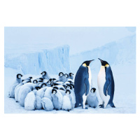 Fotografie Two emperor penguins beside group of, Johnny Johnson, 40x26.7 cm