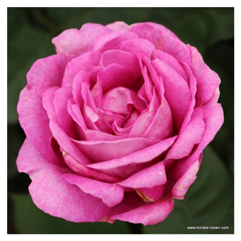 Růže Kordes Parfuma 'Carmen Würth' květináč 5 litrů