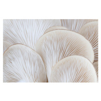 Fotografie Close up of white colored Oyster mushroom, alanphillips, 40 × 26.7 cm