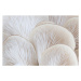 Fotografie Close up of white colored Oyster mushroom, alanphillips, 40 × 26.7 cm