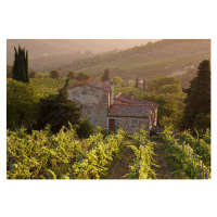 Fotografie Farmhouse in vineyard at sunset, Gary Yeowell, 40 × 26.7 cm