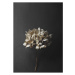 Paper Collective designové moderní obrazy Still Life 04 - Hydrangea (70 x 100 cm)