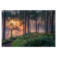 Fotografie Scenic forest landscape with beautiful misty, Riekkinen, 40 × 26.7 cm