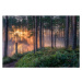 Fotografie Scenic forest landscape with beautiful misty, Riekkinen, 40 × 26.7 cm