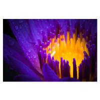 Fotografie water lily use night color, XH4D, 40 × 26.7 cm