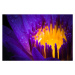 Fotografie water lily use night color, XH4D, 40 × 26.7 cm