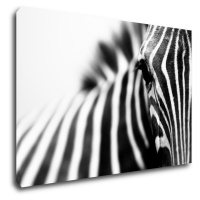 Impresi Obraz Zebra detail - 90 x 60 cm