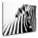 Impresi Obraz Zebra detail - 90 x 60 cm