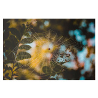 Fotografie Low angle view of spider on web, Cavan Images, (40 x 26.7 cm)
