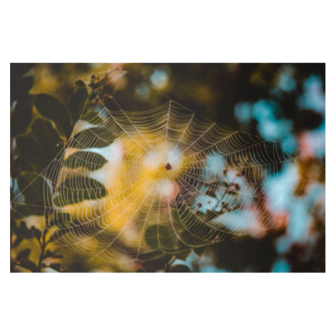 Umělecká fotografie Low angle view of spider on web, Cavan Images, (40 x 26.7 cm)
