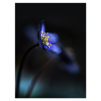 Fotografie Hepatica nobilis ll, Heidi Westum, 30 × 40 cm