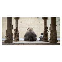 Fotografie The Elephant & its Mahot, ruhan, 40 × 20 cm