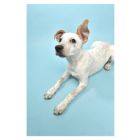 Umělecká fotografie Rescue Animal - Cattle Dog mix puppy, amandafoundation.org, (26.7 x 40 cm)