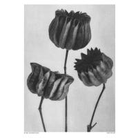 Ilustrace Abutilon (Lime Mallow, Studio Collection, 30 × 40 cm