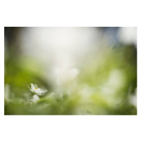 Umělecká fotografie white willows in spring in clear, Schon, (40 x 26.7 cm)