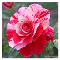 Růže Kordes 'Abracadabra' 2 litry