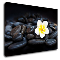 Impresi Obraz Bílý květ na černých kamenech - 60 x 40 cm