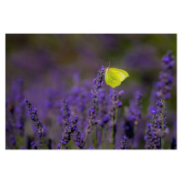 Umělecká fotografie Close-up of butterfly pollinating on purple, tuncbilekadnan / 500px, (40 x 2