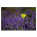 Fotografie Close-up of butterfly pollinating on purple, tuncbilekadnan / 500px, 40 × 26.7 cm