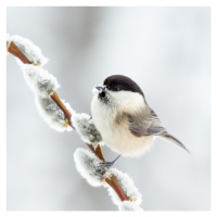 Fotografie Willow tit in winter., Annie Keizer, 40 × 40 cm