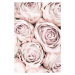 Fotografie Pink Roses No 01, Studio Collection, 26.7 × 40 cm