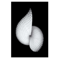 Fotografie Nautilus-like Sculpture, Mei Xu, (26.7 x 40 cm)