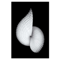 Fotografie Nautilus-like Sculpture, Mei Xu, 26.7 × 40 cm