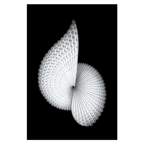 Plakát, Obraz - Nautilus-like Sculpture, Mei Xu, 26.7 × 40 cm