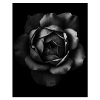 Fotografie Black and white close up of garden rose, Alex Blessing, (30 x 40 cm)