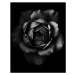 Umělecká fotografie Black and white close up of garden rose, Alex Blessing, (30 x 40 cm)