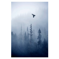 Fotografie View of forest on cold foggy day, Grant Faint, 26.7 × 40 cm