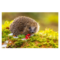 Fotografie Hedgehog in Winter.   Wild,, Callingcurlew23, 40 × 26.7 cm