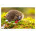 Fotografie Hedgehog in Winter.   Wild,, Callingcurlew23, 40 × 26.7 cm