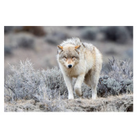 Umělecká fotografie Grey Wolf looking at camera in, John Morrison, (40 x 26.7 cm)