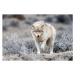 Fotografie Grey Wolf looking at camera in, John Morrison, 40 × 26.7 cm