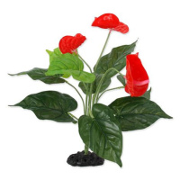 Rostlina REPTI PLANET kvetoucí Anthurium 40 cm 1 ks