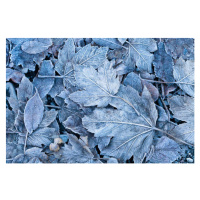 Fotografie Frosty autumn leaves background, DuchesseArt, 40x26.7 cm