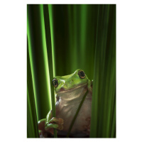 Fotografie Green Frog, Ahmad Gafuri, 26.7 × 40 cm