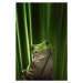 Fotografie Green Frog, Ahmad Gafuri, 26.7 × 40 cm