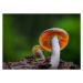 Fotografie Close-up of mushroom growing on field,Silkeborg,Denmark, Karim Qubadi / 500px, 40 × 3