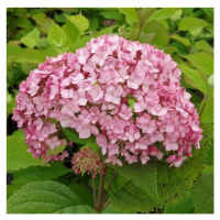Hortenzie stromečkovitá 'Candybelle Bubblegum' výška 50/60cm, květináč 10 litrů