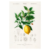Plakát, Obraz - Charles Dessalines d’Orbigny - Citrus Limonium, 61x91.5 cm