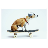 Fotografie Dog with Helmet Skateboarding, Chris Rogers, 40x26.7 cm