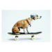 Fotografie Dog with Helmet Skateboarding, Chris Rogers, 40 × 26.7 cm